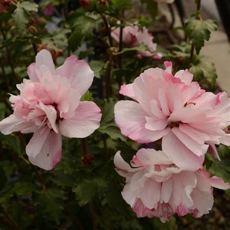 Hibiscus Syriacus Smoothie™ Peppermint Smoothie™ Rose Of Sharon