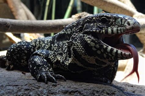 Tegu Lizard Lifespan Tips For Longevity