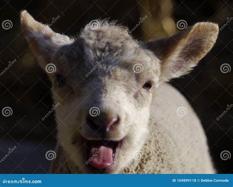 Hungry Lamb Stock Photo Image Of Farm Shouting Lambs 169899118