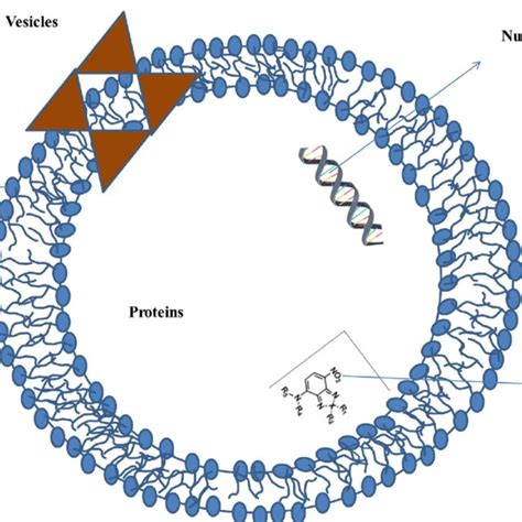 An artwork depicting the role of membrane vesicles (Orange spheres,... | Download Scientific Diagram