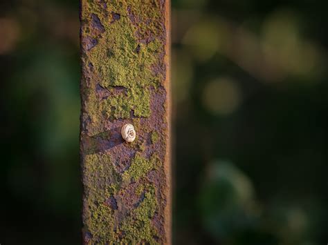 Kostenlose Foto Baum Natur Wald Gras Ast Licht Zaun Fotografie