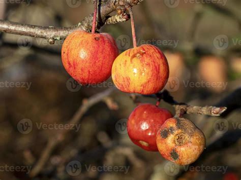 Manzanas De Cangrejo Rojas Y Amarillas En Un Rbol En Invierno