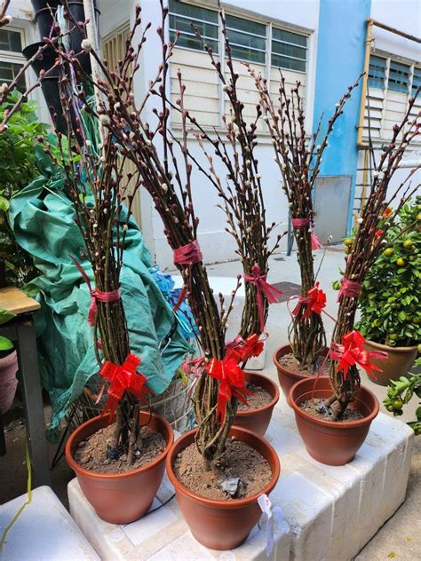 Pussy Willow Plant For CNY Furniture Home Living Gardening Pots Planters On Carousell