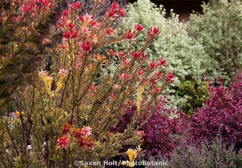 Holt 286 3202 CR2 PhotoBotanic Stock Photography Garden Library