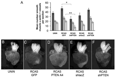 Jdb Free Full Text Soluble Vcam 1 Alters Lipid Phosphatase Activity