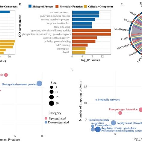 A Functional Classification Of Unique Differentially Expressed Proteins