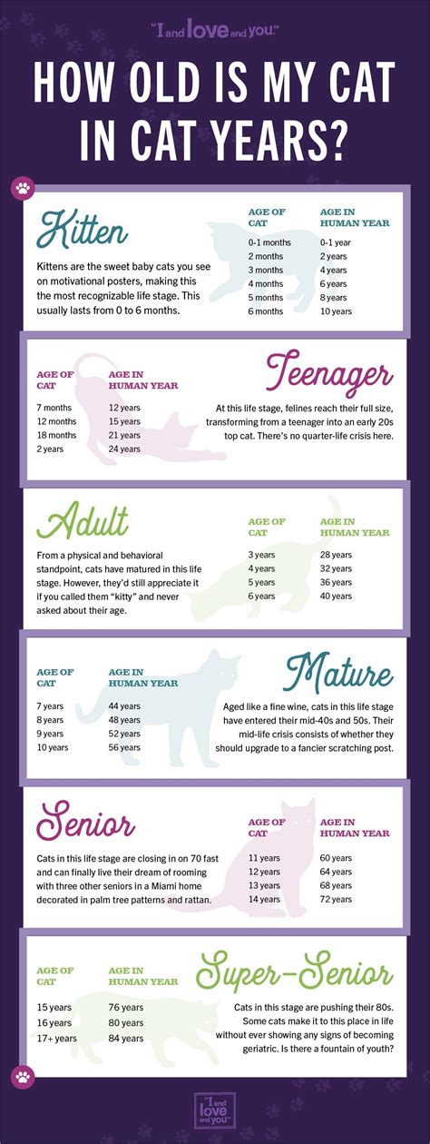 Cat age chart calculate your cats age in human years – Artofit