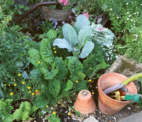 POLYCULTURE Taking Companion Planting To The Next Level