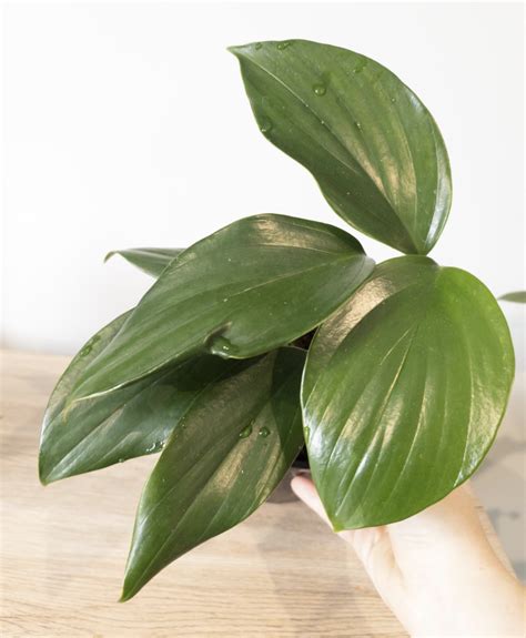 Philodendron Pinniatum Dragon S Tail The Plant Shoppe