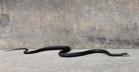 Southern Black Racer A Z Animals