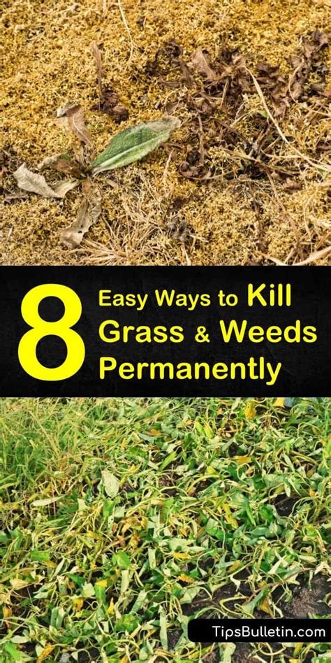 8 Easy Ways To Kill Grass And Weeds Permanently 2025