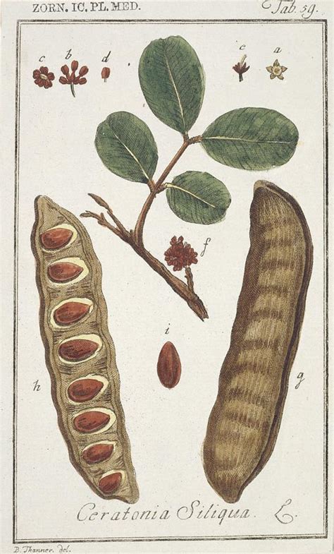 Carob Bean Tree Ceratonia Siliqua Photograph By Natural History