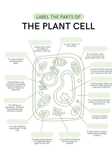 Plant Cell Biology Worksheet Etsy