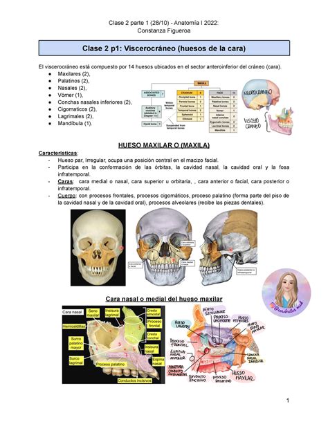 cerebritosmed Anatomía Viscerocraneo Constanza Figueroa Clase 2 p1