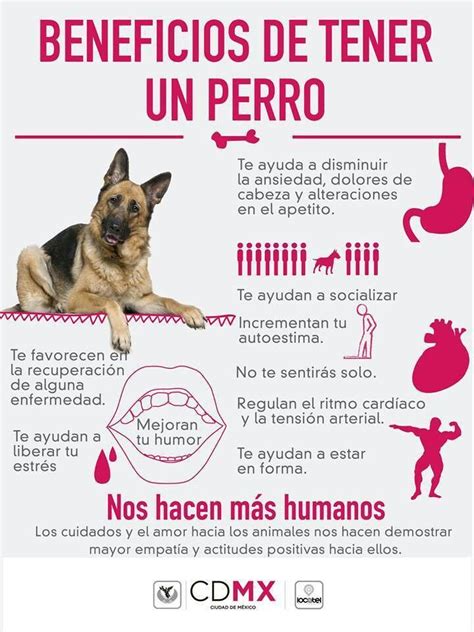 Son Perros Haram Para Tener En Casa