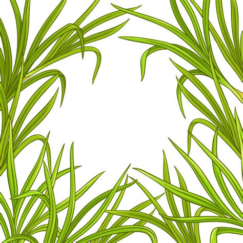 Best Lemongrass Illustrations Royalty Free Vector Graphics And Clip Art