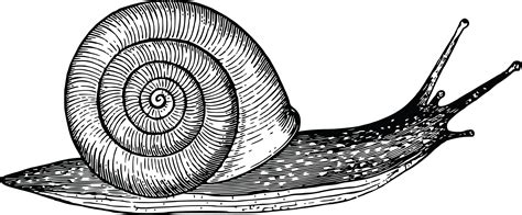 Snail Clip Art Black And White