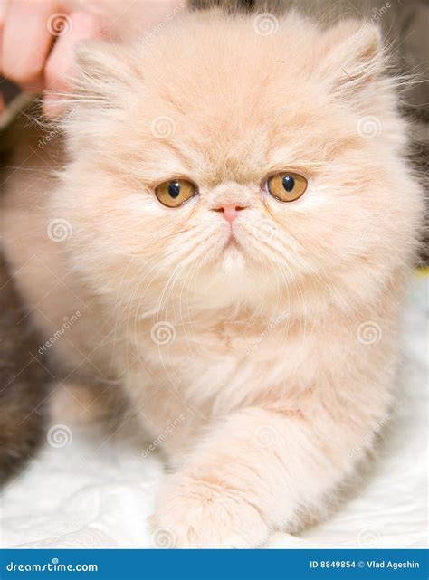 Persian Kitten Stock Images - Image: 8849854