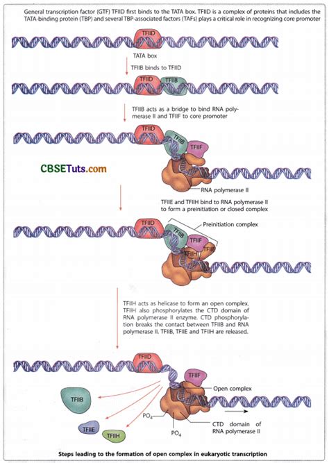 Structure And Transcription Of Rna Synthesis Cbse Tuts