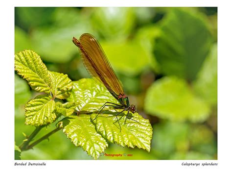 Banded Demoiselle Damselfly Calopteryx Splendens Female Co Flickr