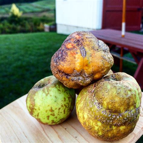 Knobbed Russet — Bad Goose Farm + Nursery