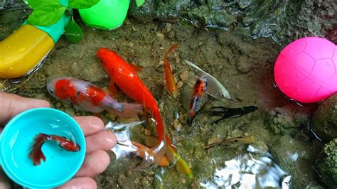 Mancing Ikan Cupang Warna Warni Ikan Hias Ikan Cantik Ikan Koki