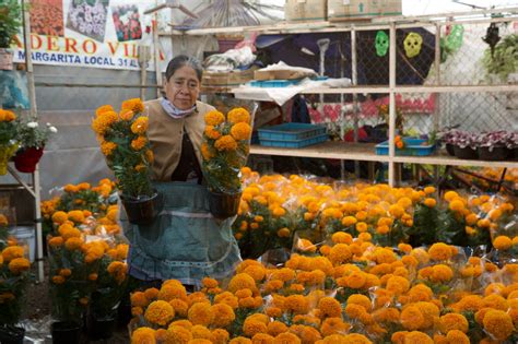 Aumenta Producci N De Flor De Cempas Chil En Xochimilco Agro Org Nico