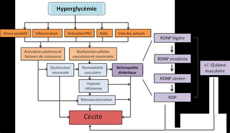 Facteurs influençant la pathogenèse de la rétinopathie diabétique et