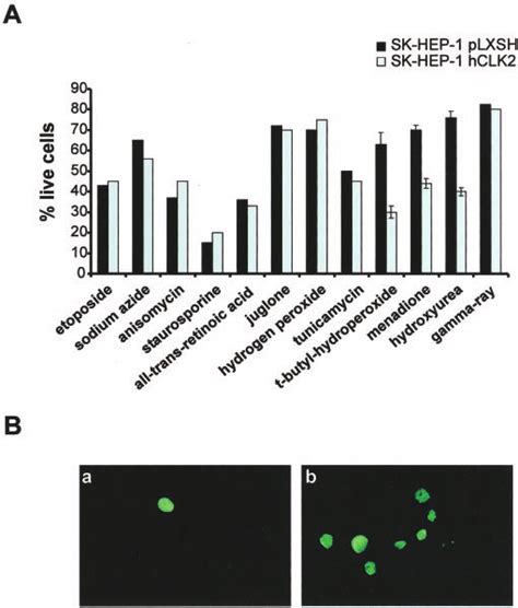 Sk Hep 1 Cells Overexpressing Hclk2 Are Hypersensitive To Menadione