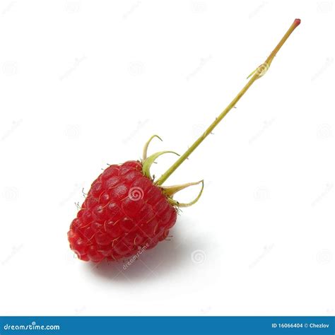 Raspberry With Fruit Stem Stock Photo Image Of Gourmet 16066404