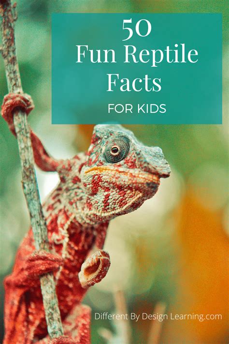 50 Fun Reptile Facts Your Kids Will Love - Different By Design Learning