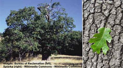 California Oak Trees (With Pictures) - Identification Guide