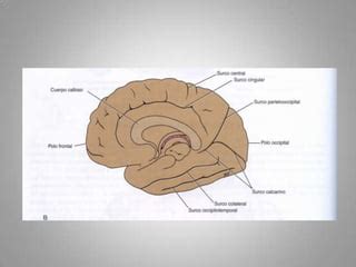 Hemisferios Cerebrales PPT