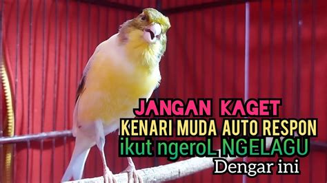 Kenari Gacor Cuit Cuit Ngerol Pancingan Kenari Paud Belajar Bunyi