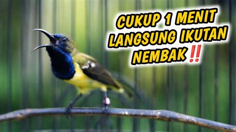 CUKUP 1 MENITCUIT CUIT SOGON GACOR MEMANGGIL LAWAN PANCINGAN EMOSI