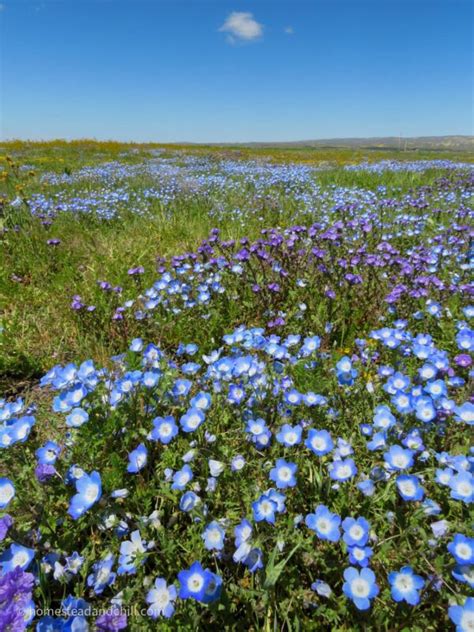 Spectacular California Wildflower Superbloom 2023 Photos ~ Homestead ...