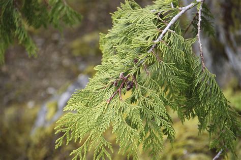 Xanthocyparis Nootkatensis Pictured In Olympic National Pa Flickr