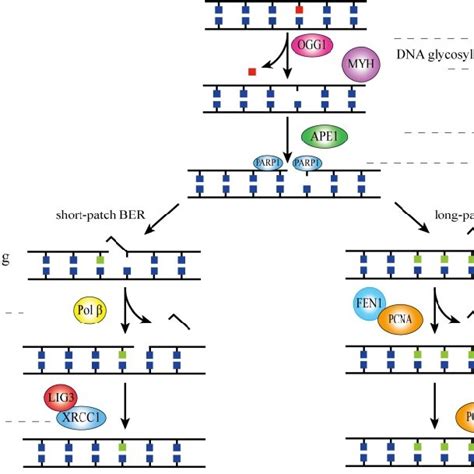 Ber Pathway Gene Polymorphisms And Sporadic Crc Susceptibility