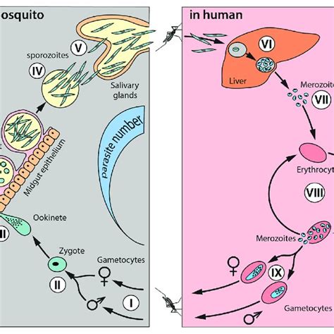 Schematic Of The Life Cycle Of Plasmodium Falciparum The Complete Download Scientific