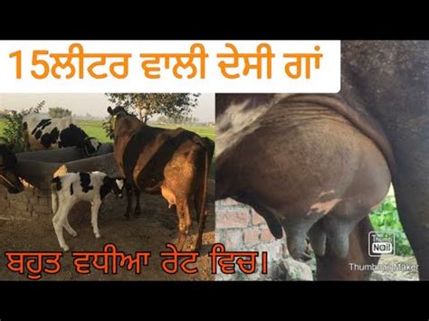 Liters Wale Cow For Sale In Punjab At Very Less Price Vadiya Farm Hf