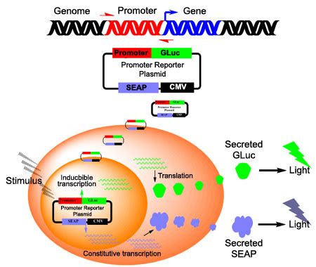 Develop Your Cell Based Assay With Real Time Gluc Detection Tebubio S