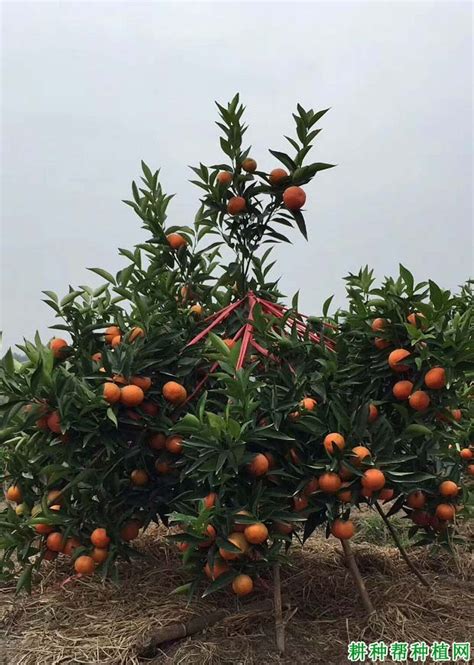 柑橘需肥和吸肥特点【耕种帮种植网】