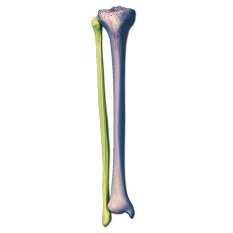 Tibia And Fibula Bones Anatomy