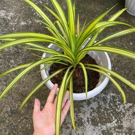 Variegated Pandan Spider Plant Furniture Home Living Gardening