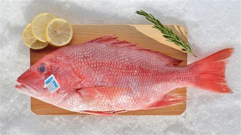 Red Snapper Whole Katies Seafood Market