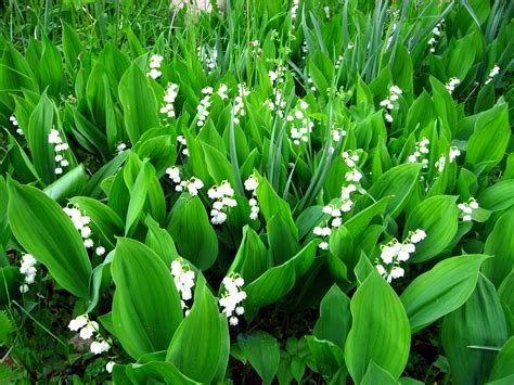 20 Lily Of The Valley Hd Wallpapers And Backgrounds