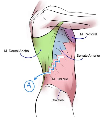 Musculatura Femenina