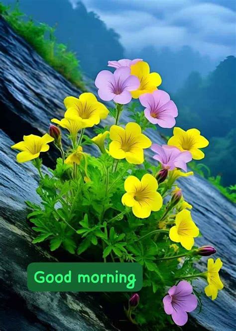 🌞 Good Morning🌞 Images • 966132ragni Devi 1717078278 On Sharechat