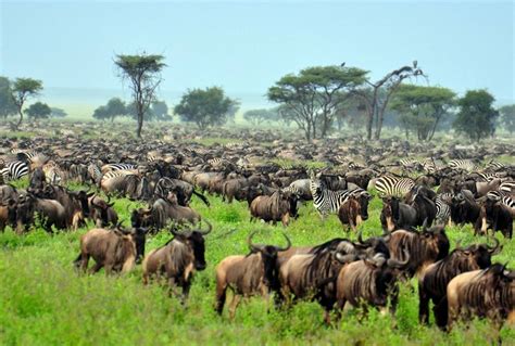 Tanzania S Great Migration Naturetrek