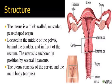 Anatomy Of Female Genital Tract Ppt